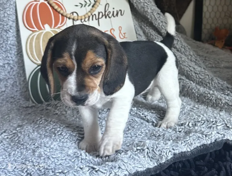 Jasmine  – Beagle puppy for sale in Mammoth Spring, AR
