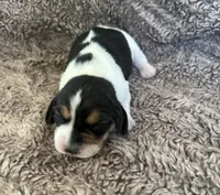 Jasmine , a female Beagle for sale in Mammoth Spring, AR – 2 of 7