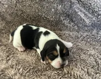 Jasmine , a female Beagle for sale in Mammoth Spring, AR – 7 of 7