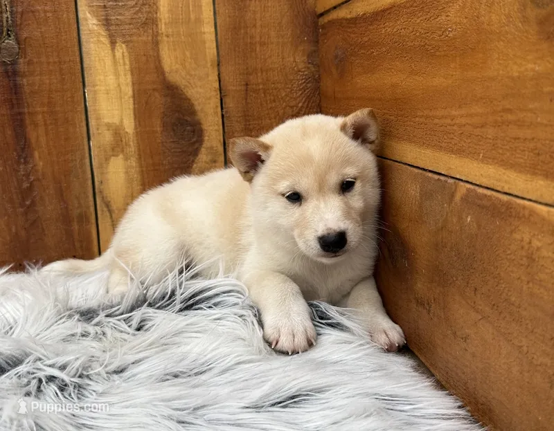 Echo – Shiba Inu puppy for sale in Mammoth Spring, AR
