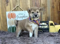 Brilynn, a female Shiba Inu for sale in Mammoth Spring, AR – 5 of 6
