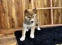 Koda, a male Shiba Inu for sale in Mammoth Spring, AR – 5 of 7