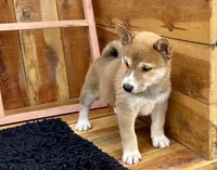 Koda, a male Shiba Inu for sale in Mammoth Spring, AR – 4 of 7