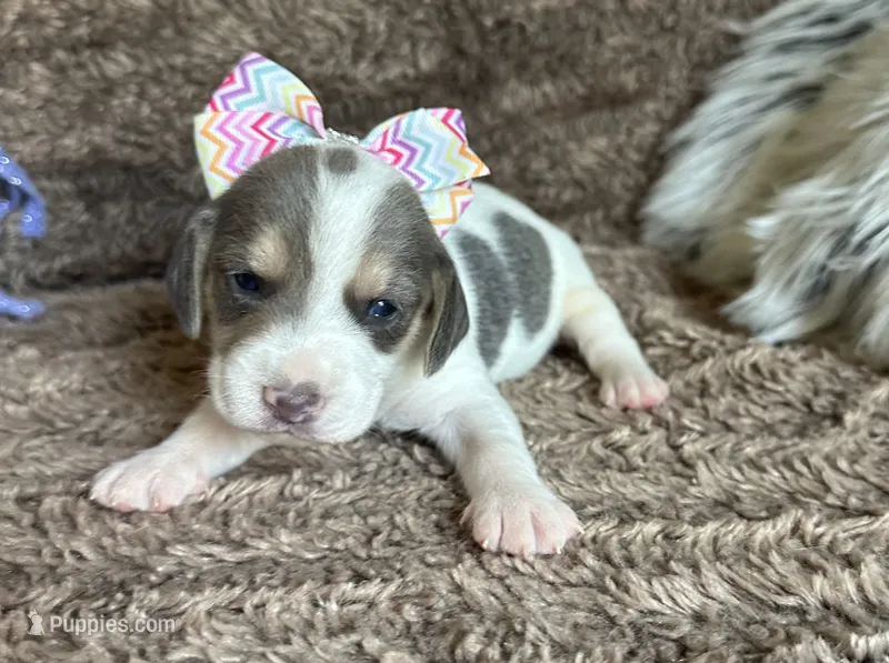 Paisley  – Beagle puppy for sale in Mammoth Spring, AR