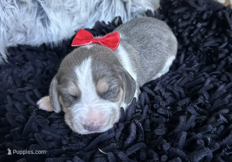 Prince Eric – Beagle puppy for sale in Mammoth Spring, AR