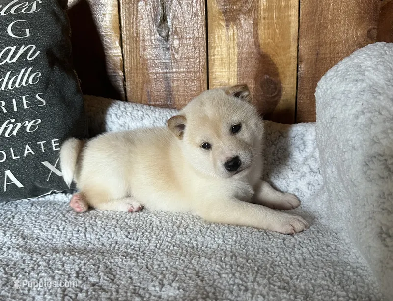 Echo – Shiba Inu puppy for sale in Mammoth Spring, AR