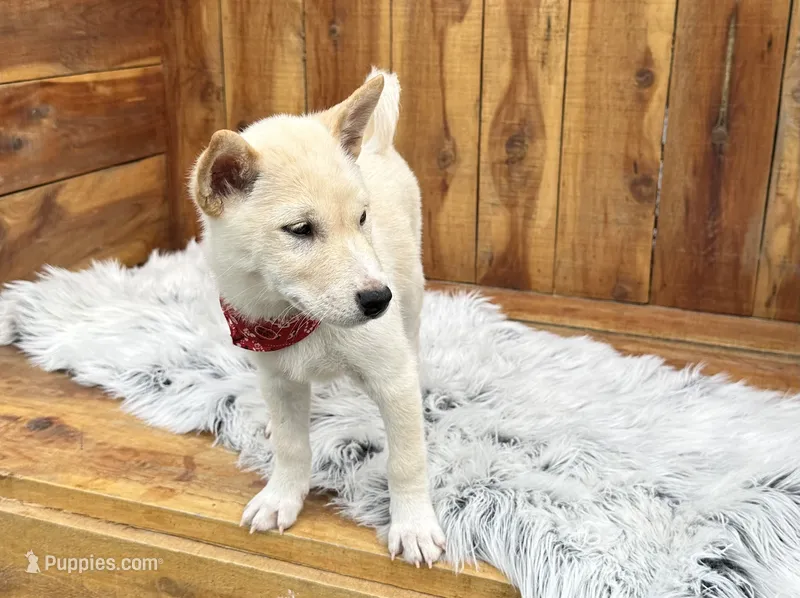 Echo – Shiba Inu puppy for sale in Mammoth Spring, AR