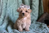 Milo, a male Maltipoo for sale in Mammoth Spring, AR – 2 of 7