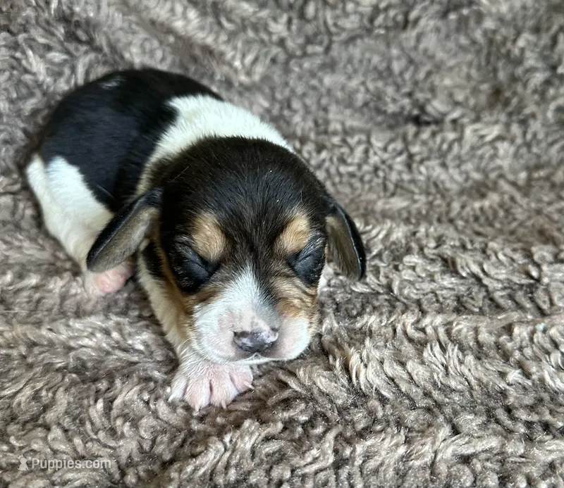 Leif – Beagle puppy for sale in Mammoth Spring, AR