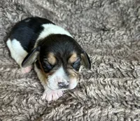 Leif, a male Beagle for sale in Mammoth Spring, AR – 1 of 7
