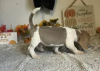 Staton, a male Beagle for sale in Mammoth Spring, AR – 4 of 5