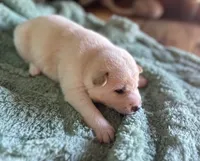 Echo, a male Shiba Inu for sale in Mammoth Spring, AR – 6 of 6
