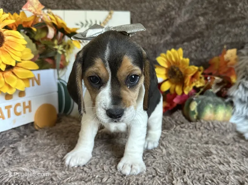 Jasmine  – Beagle puppy for sale in Mammoth Spring, AR
