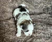 Aubrey , a female Mal Shi for sale in Mammoth Spring, AR – 6 of 8