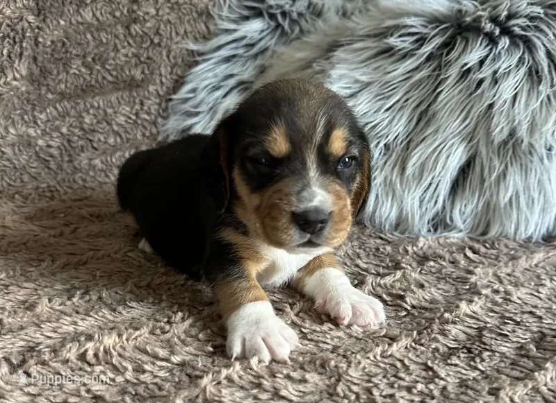 Floki  – Beagle puppy for sale in Mammoth Spring, AR