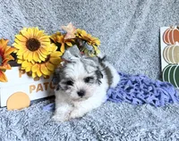 Aubrey , a female Mal Shi for sale in Mammoth Spring, AR – 6 of 6