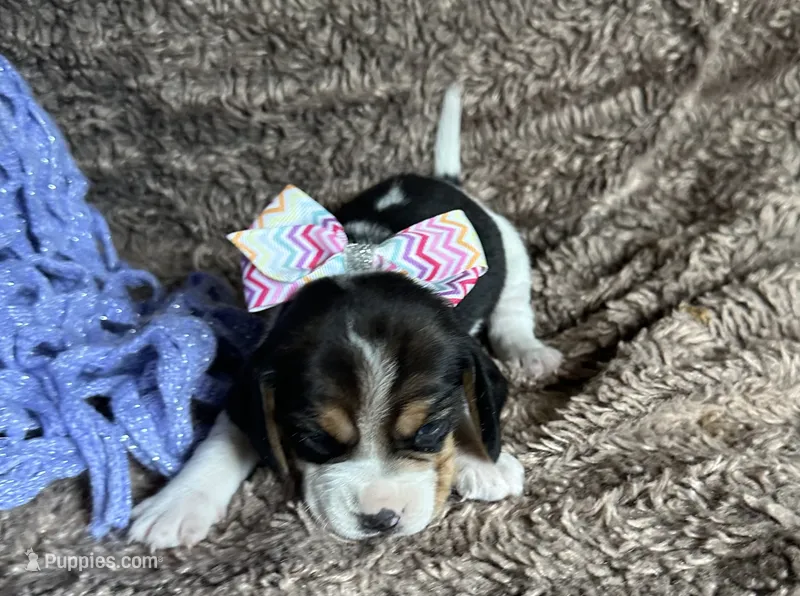 Tiana – Beagle puppy for sale in Mammoth Spring, AR