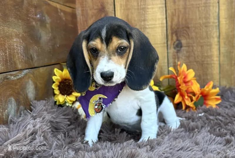 Scooby  – Beagle puppy for sale in Mammoth Spring, AR