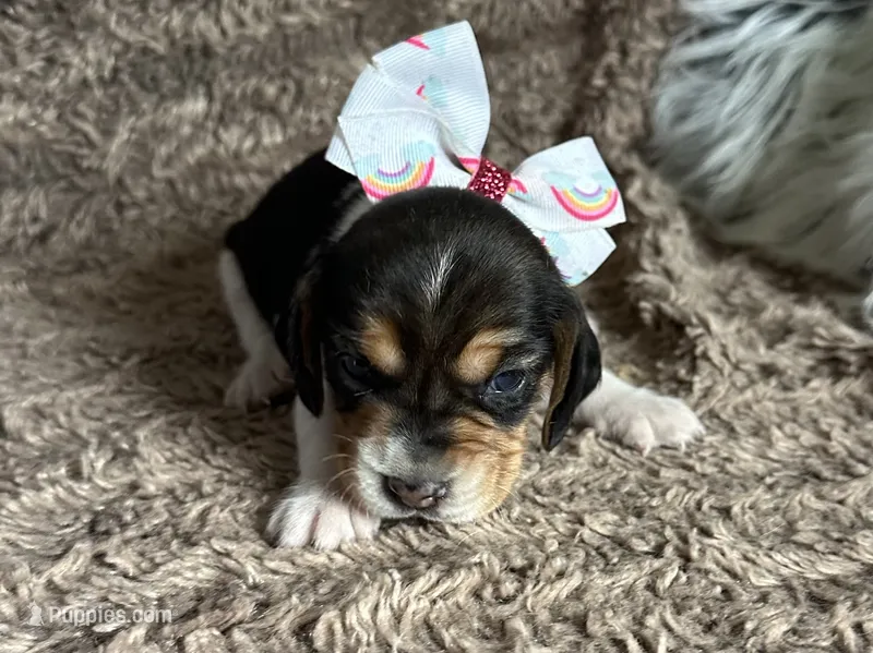 Shay – Beagle puppy for sale in Mammoth Spring, AR