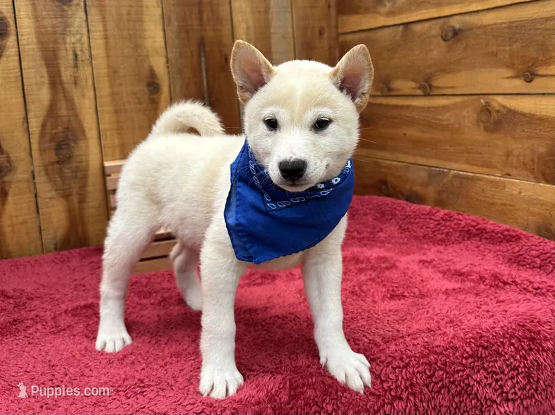 Flick – Shiba Inu puppy for sale in Mammoth Spring, AR