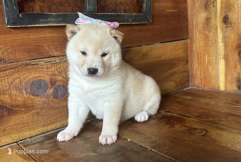 Sky – Shiba Inu puppy for sale in Mammoth Spring, AR