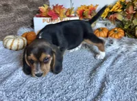 Floki , a male Beagle for sale in Mammoth Spring, AR – 3 of 5