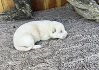 Flick, a male Shiba Inu for sale in Mammoth Spring, AR – 2 of 5