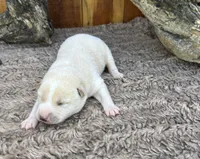 Flick, a male Shiba Inu for sale in Mammoth Spring, AR – 3 of 5