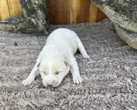 Flick, a male Shiba Inu for sale in Mammoth Spring, AR – 4 of 5