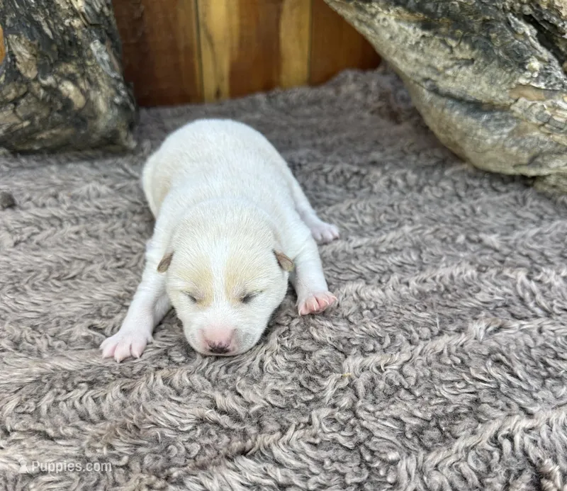 Flick – Shiba Inu puppy for sale in Mammoth Spring, AR
