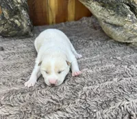 Flick, a male Shiba Inu for sale in Mammoth Spring, AR – 1 of 5