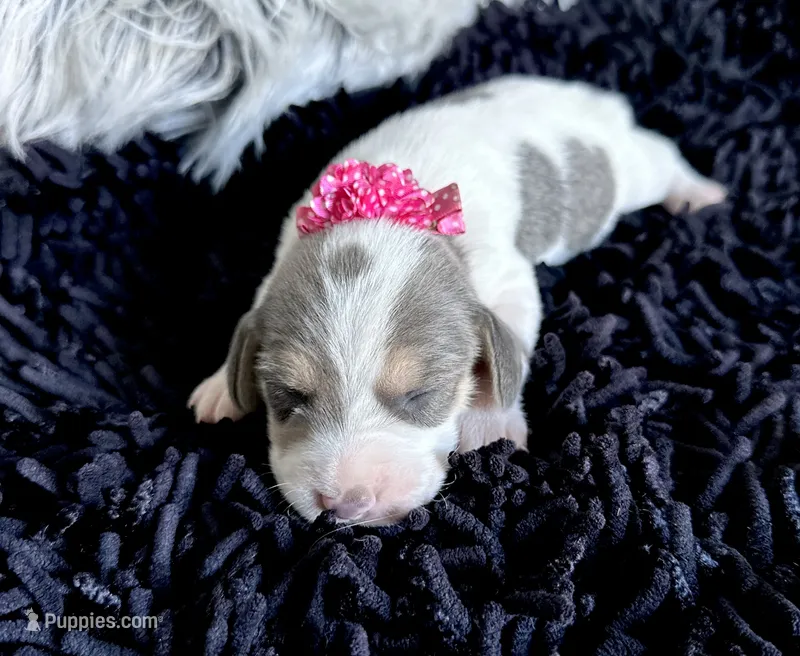 Paisley  – Beagle puppy for sale in Mammoth Spring, AR