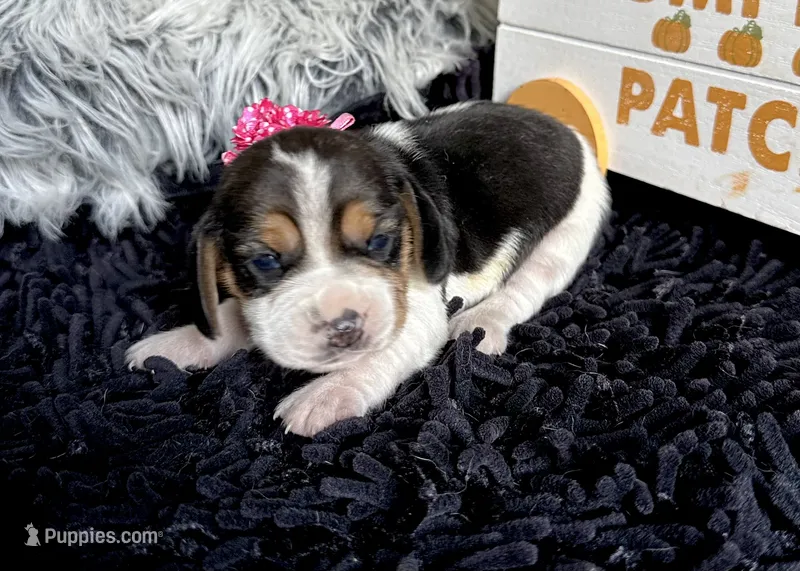 Tiana – Beagle puppy for sale in Mammoth Spring, AR