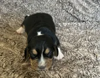 Floki , a male Beagle for sale in Mammoth Spring, AR – 2 of 7