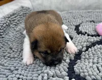 Rain, a female Shiba Inu for sale in Mammoth Spring, AR – Photo 4 of 6