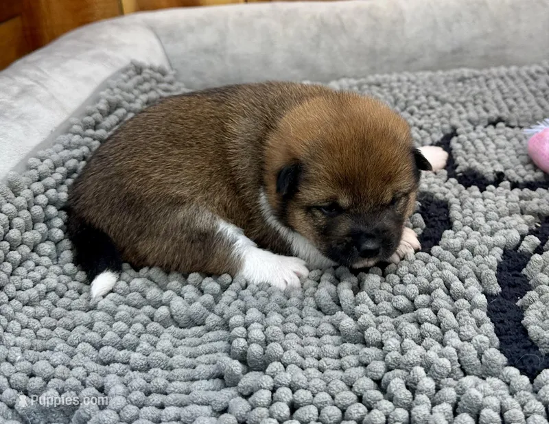 Rain – Shiba Inu puppy for sale in Mammoth Spring, AR