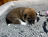 Rain, a female Shiba Inu for sale in Mammoth Spring, AR – Photo 1 of 6