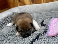 Rain, a female Shiba Inu for sale in Mammoth Spring, AR – Photo 3 of 6