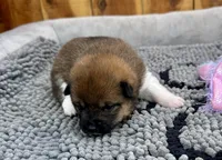 Rain, a female Shiba Inu for sale in Mammoth Spring, AR – Photo 2 of 6