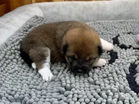 Rain, a female Shiba Inu for sale in Mammoth Spring, AR – Photo 5 of 6