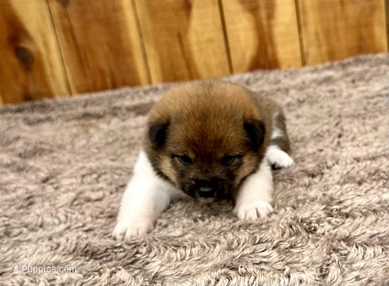 Rain – Shiba Inu puppy for sale in Mammoth Spring, AR