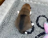 Rain, a female Shiba Inu for sale in Mammoth Spring, AR – Photo 6 of 6