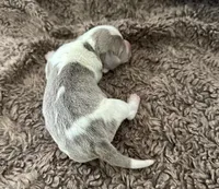 Staton, a male Beagle for sale in Mammoth Spring, AR – 6 of 9