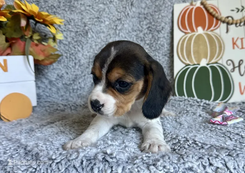 Tiana – Beagle puppy for sale in Mammoth Spring, AR