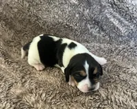 Jasmine , a female Beagle for sale in Mammoth Spring, AR – 3 of 7
