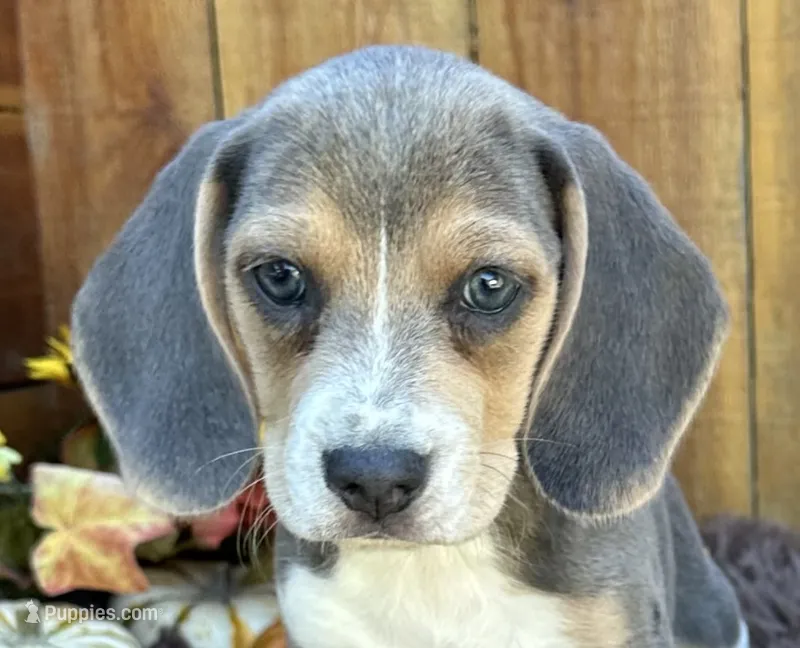 Cinderella – Beagle puppy for sale in Mammoth Spring, AR