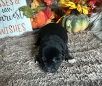 Midnight , a male Shiba Inu for sale in Mammoth Spring, AR – 4 of 7
