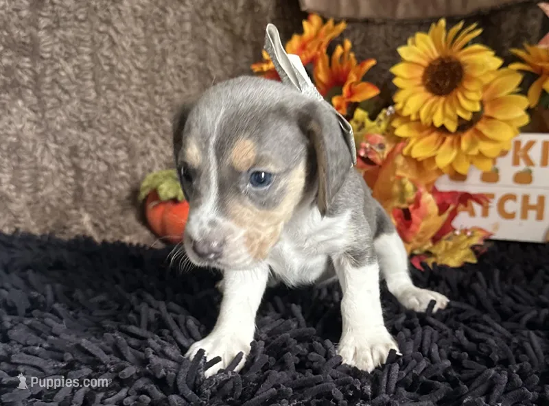 Cinderella – Beagle puppy for sale in Mammoth Spring, AR