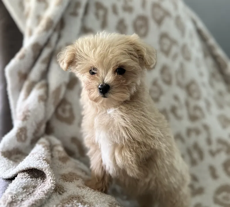 Milo – Maltipoo puppy for sale in Mammoth Spring, AR