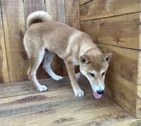 Koda, a male Shiba Inu for sale in Mammoth Spring, AR – 4 of 9